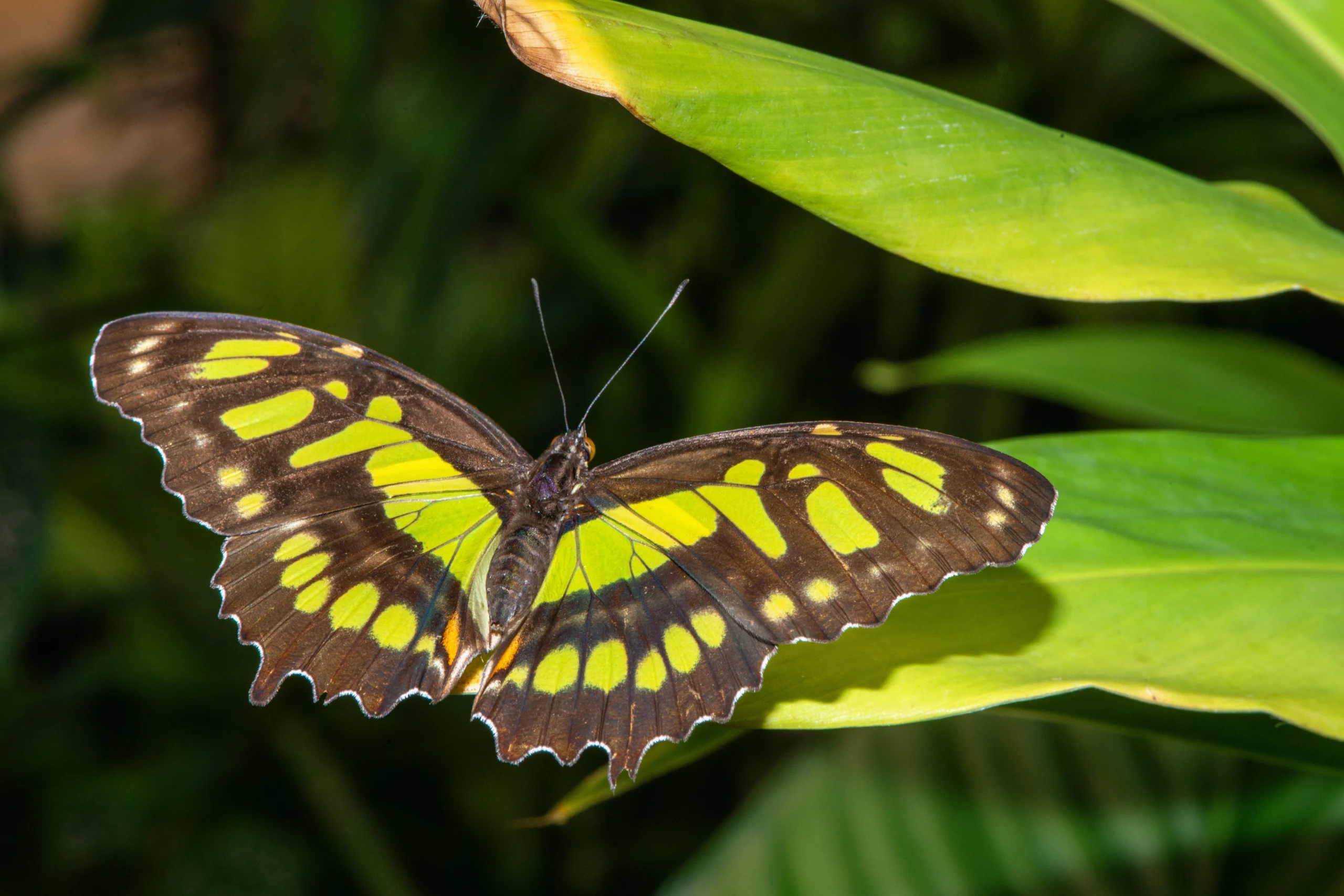 Butterfly House Leeds