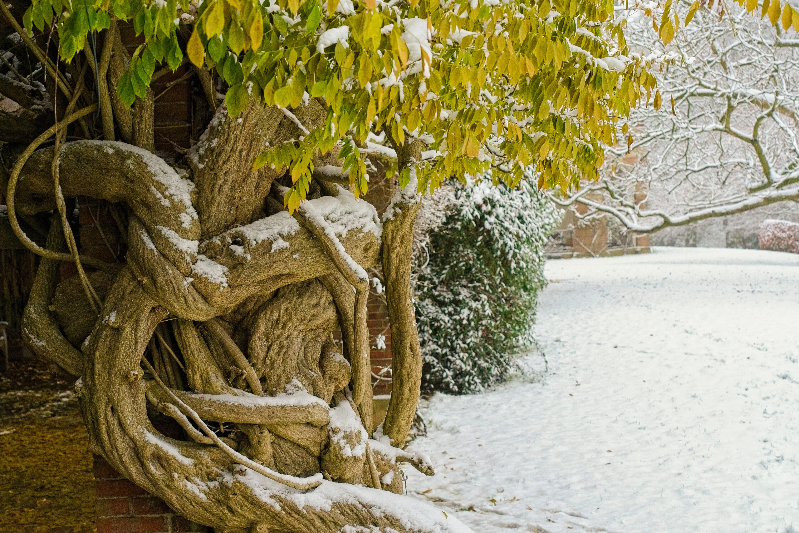 A Snowy Landscape with a Twisted Wisteria Trunk.