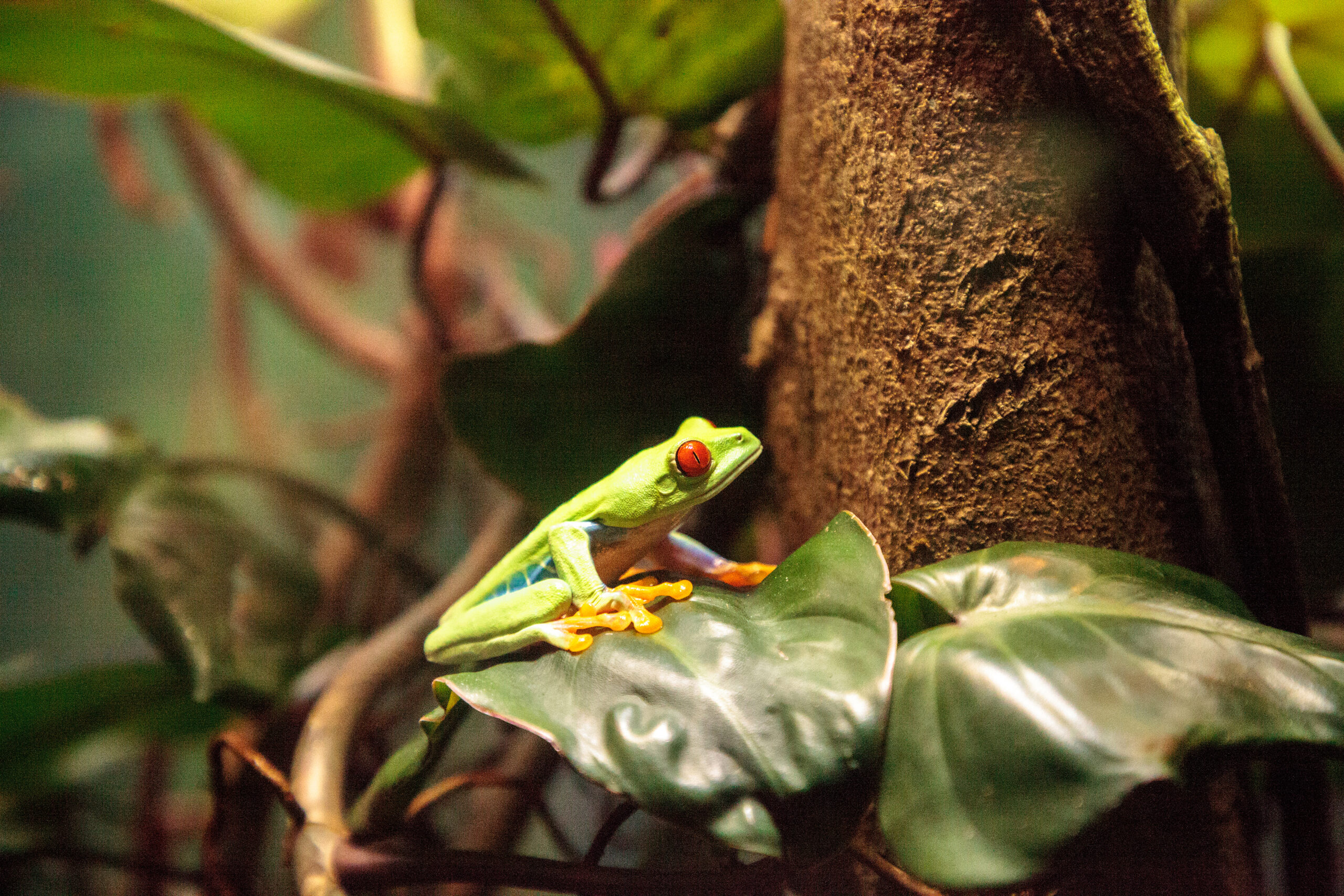The Vivarium