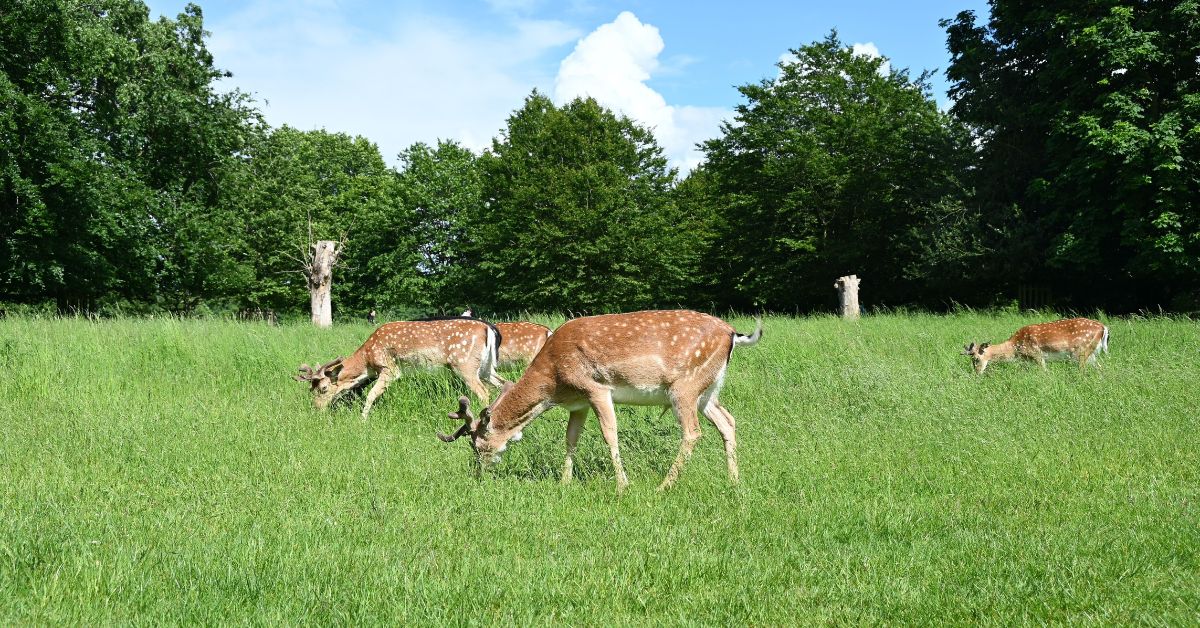 Bushy Park London