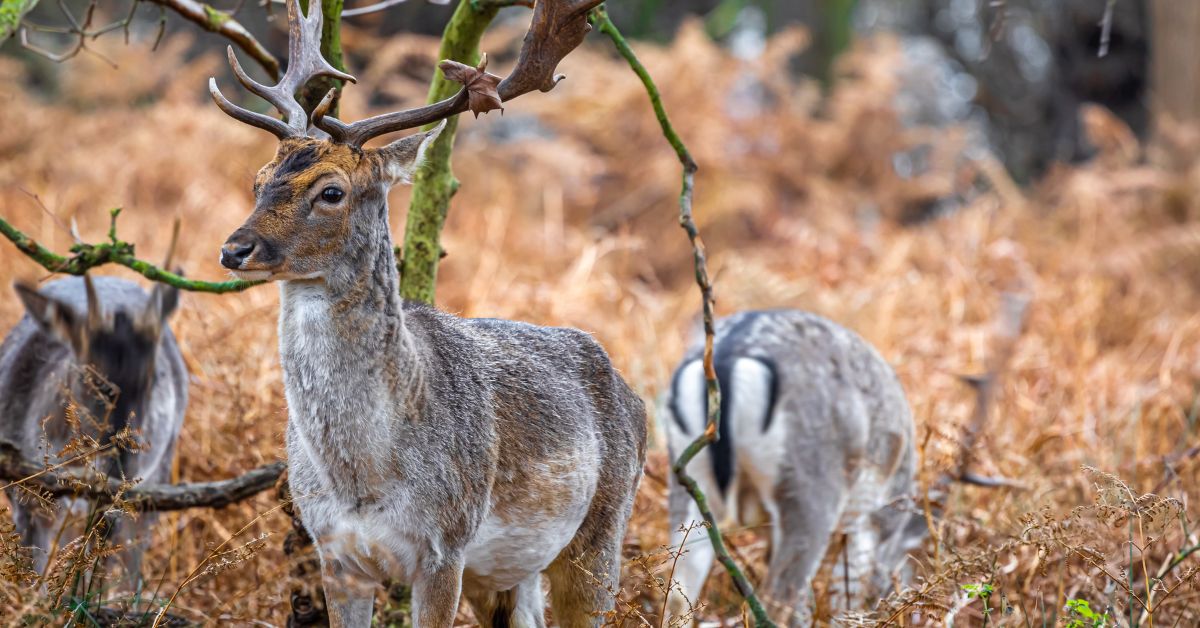Fallow deers in Richmond park in autumn, London, UK